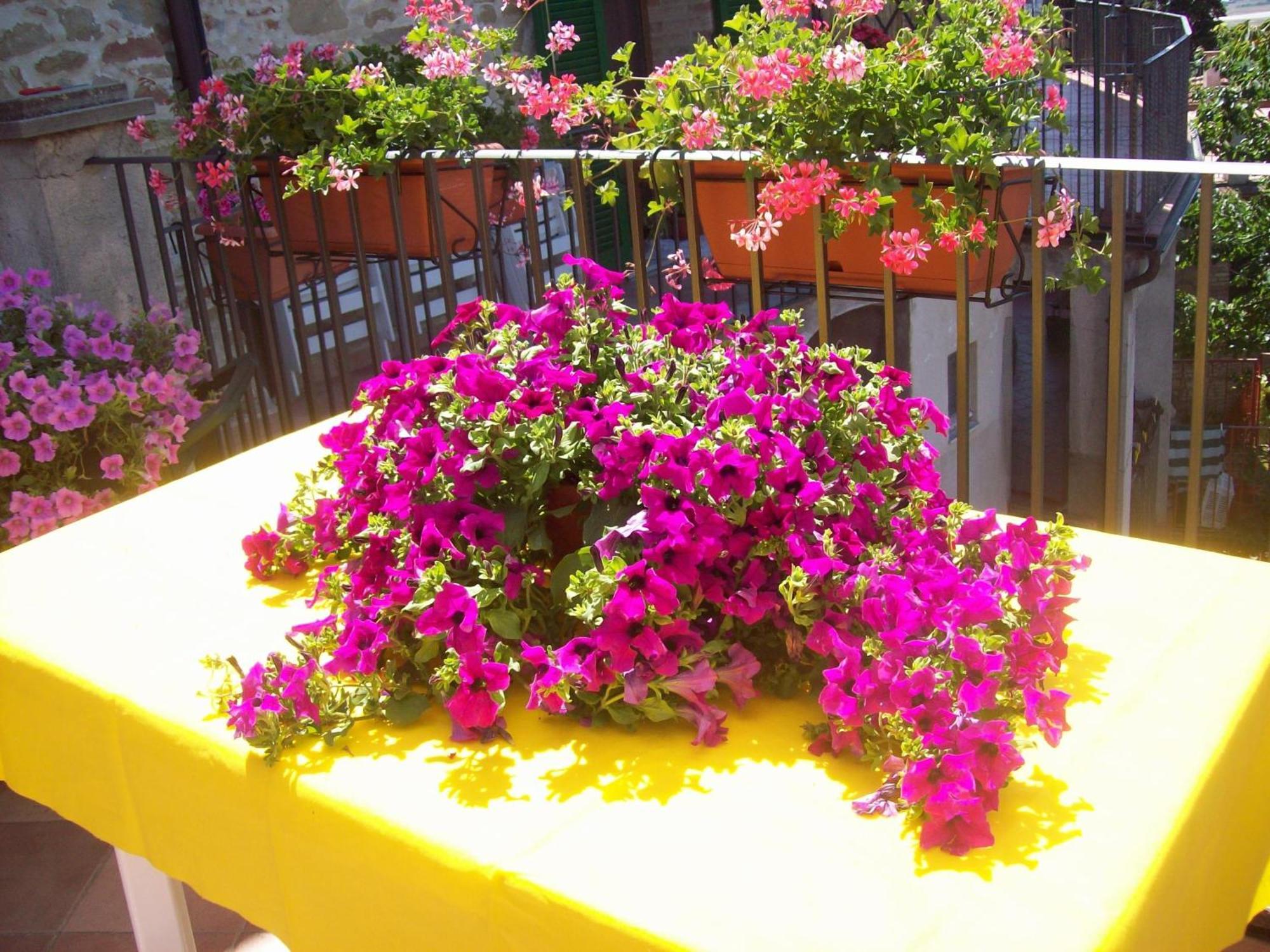 La Terrazza Fio...Rita Bed & Breakfast Ripa Exterior photo